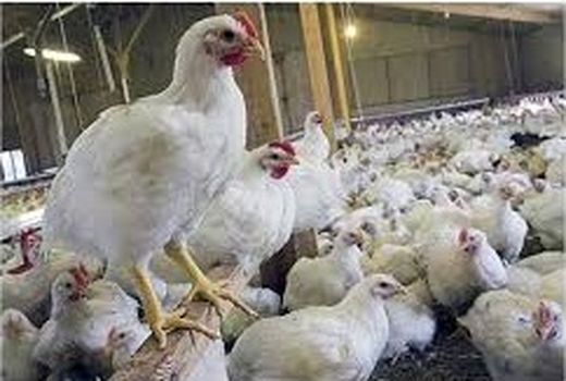 منع خروج 30درصد از مرغ تولیدی از استان قزوین