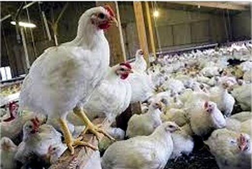فعالیت 34 واحد پرورش مرغ گوشتی در کازرون