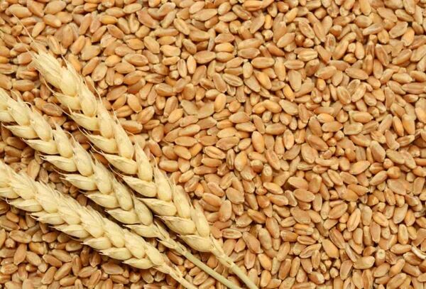 رقم جدید گندم دوروم آروین معرفی شد