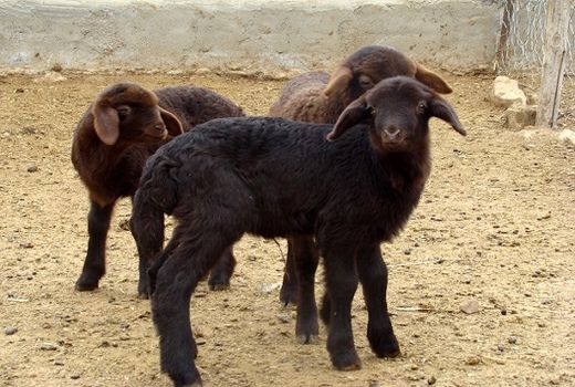 پرواربندی بره به روش تغذیه خزشی