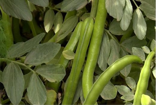 پیش بینی برداشت بیش از 2 هزار تن باقلا در کازرون