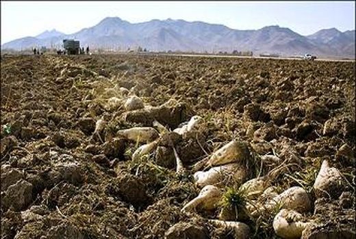 ۷۴ هزار تُن چغندرقند از کشتزارهای خراسان شمالی برداشت شد