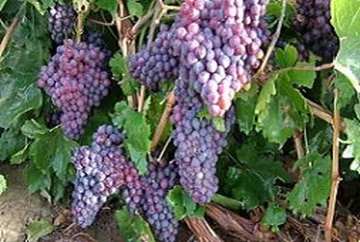 پیش‌بینی تولید حدود 213 هزار تن انگور دراستان زنجان