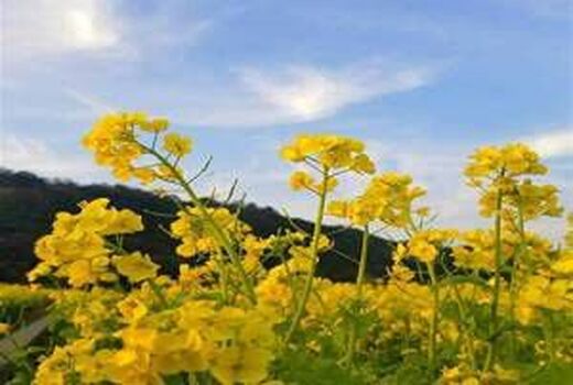 مدیران بخش کشاورزی در شرایط جنگی چه نقش و مسئولیتی دارند/ 10 توصیه کلیدی
