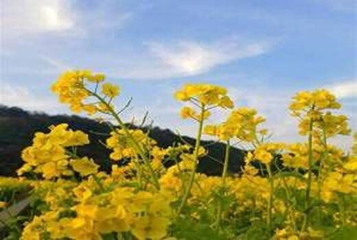 مدیران بخش کشاورزی در شرایط جنگی چه نقش و مسئولیتی دارند/ 10 توصیه کلیدی