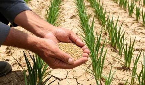 بذر مقاوم محور اصلی سازگاری کشاورزی ایران با تغییر اقلیم است