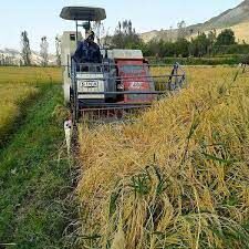 برداشت مکانیزه برنج کامفیروزی آغازشد