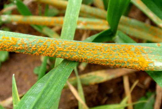 کشیک‌های نوروزی برای کنترل و مبارزه با آفت سن گندم