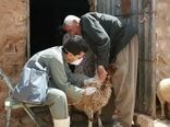 اجرای واکسیناسیون رایگان  طاعون نشخوارکنندگان در خوزستان