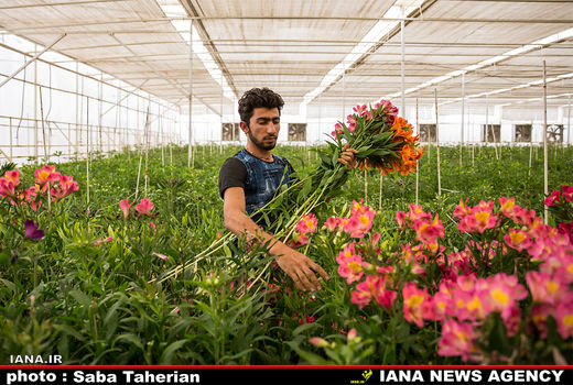 ​بومی‌سازی دستگاه اقلیم و آبیاری هوشمند گلخانه