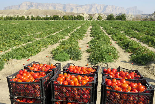 برداشت 57 هزارتن گوجه فرنگی درسیستان وبلوچستان