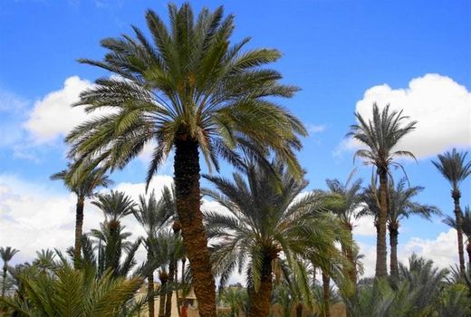 نخل‌ها هم با تغییر اقلیم کنار می‌آیند اگر هوایشان را داشته باشیم


