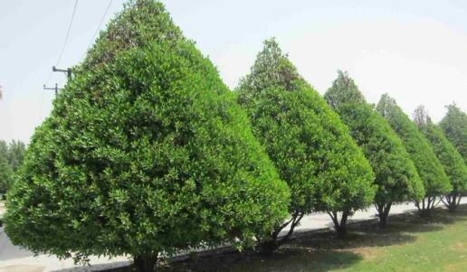 تکذیب حساسیت‌زا بودن هرس گیاه کنوکارپوس در خوزستان