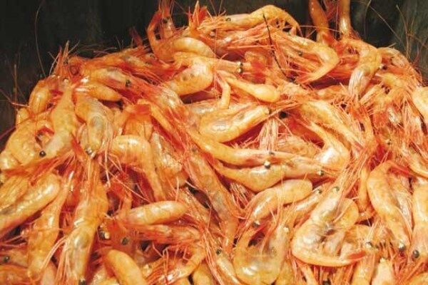 پرورش شاه‌میگوی آب شیرین در استان همدان برای نخستین‌بار