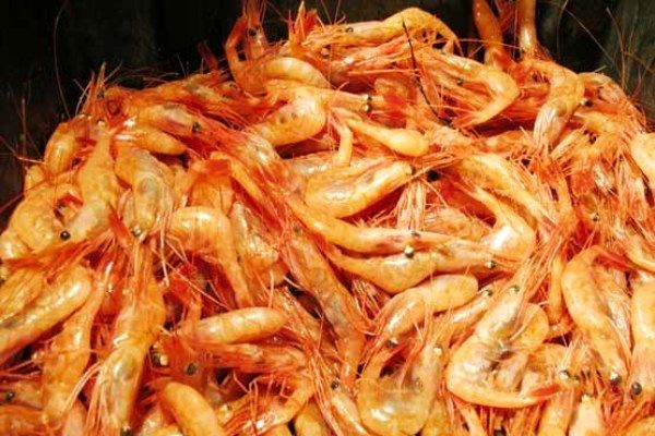 پرورش شاه‌میگوی آب شیرین در استان همدان برای نخستین‌بار