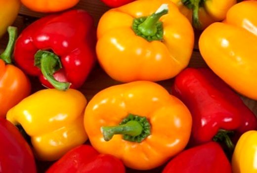 تولید فلفل دلمه ی رنگی صادراتی در کامفیروز