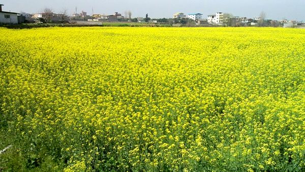 تولید بیش از 1000 تن کلزا در هرمزگان