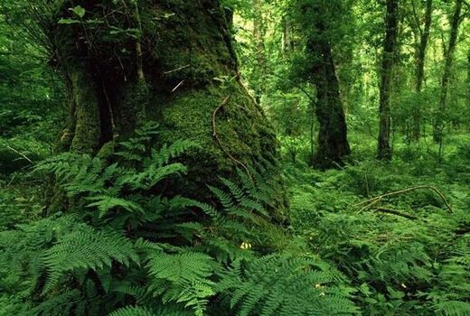 حفاظت از 2میلیون و 700هزار هکتار جنگل هیرکانی 