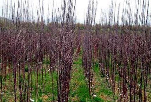 توزیع یک میلیون و 300 هزار اصل نهال مثمر در چهارمحال و بختیاری