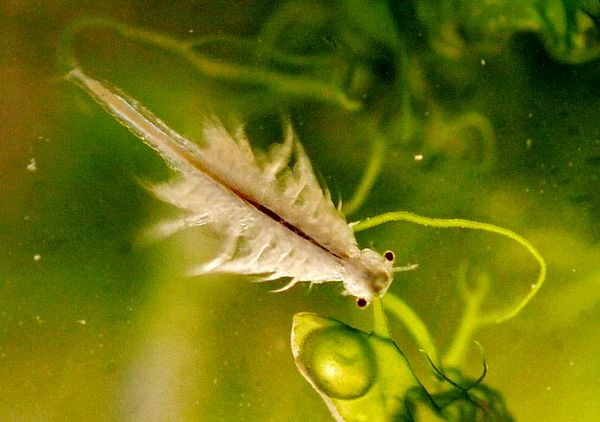 پرورش نیمه‌صنعتی آرتمیا به نتایج مثبت رسید