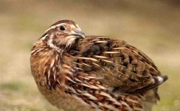 یزد در جایگاه نخست تولید بلدرچین در کشور/ تولید سالانه ۳۲۰۰ تن گوشت بلدرچین