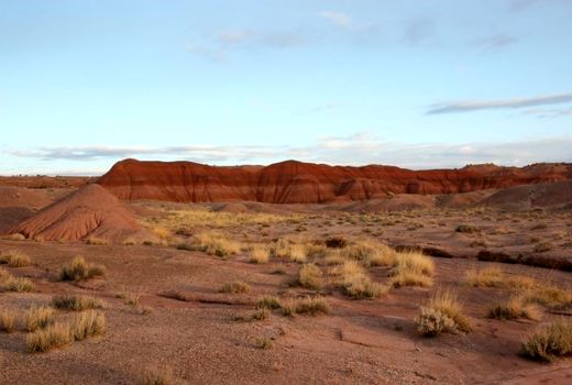 10 کیلومتر بادشکن در مزارع شهرستان میامی ایجاد شد