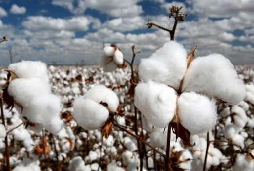 اجرای سیاست‌های حمایتی دولت از پنبه‌کاران