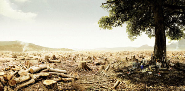 ریه‌های تنفسی کشور در خطر؛ هشدار درباره تجزیه سازمان منابع طبیعی