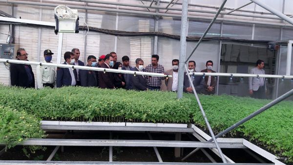 استاندار قزوین از واحد گلخانه کشت نشا صیفی‌جات در شهرستان بوئین زهرا بازدید کرد