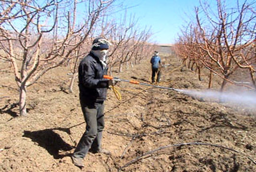 اجرا سمپاشی زمستانه سالانه در  30 هزار هکتار از  باغات استان  قزوین