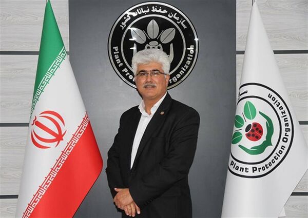 عوامل خسارت‌زا در مزارع برنج گیلان تحت کنترل است

