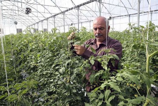 گیلان استان پیشرو در تولیدات گلخانه ای کشور