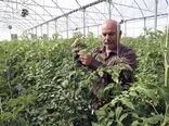 گیلان استان پیشرو در تولیدات گلخانه ای کشور