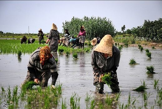 میزان کشت برنج تحت تاثیر کم آبی شدید قرار نگرفته است