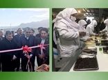 افتتاح کارخانه بسته بندی و فرآوری خرما در سیستان وبلوچستان