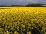 آغاز کشت کلزا در سطح سه هزار و ۵۰۰ هکتار از اراضی خراسان شمالی