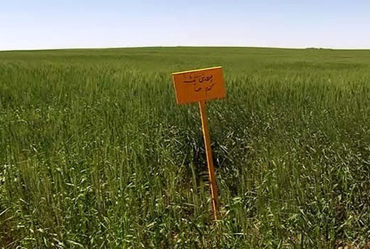 آذربایجان شرقی پیشگام کشت ارقام جدید غلات دیم