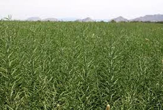 افزایش 15 درصدی سطح زیر کشت کنجد در کازرون