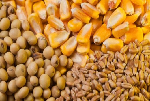  تخصیص پنج هزار و 380 تن نهاده دامی به استان چهارمحال و بختیاری 