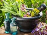 صادرات بیش از ۸۵۰ تن گیاهان دارویی به بازارهای جهانی