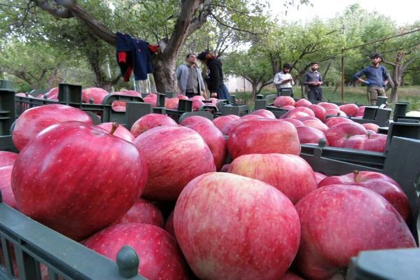 آذربایجان شرقی در تولید میوه جایگاه پنجم کشور را دارد