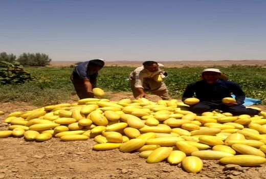 خربزه های زرین دشت در میادین فارس 