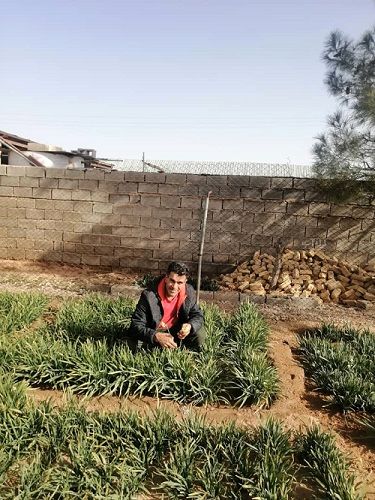 درآمد میلیونی بهره بردارخرامه ای از باغچه گل نرگس