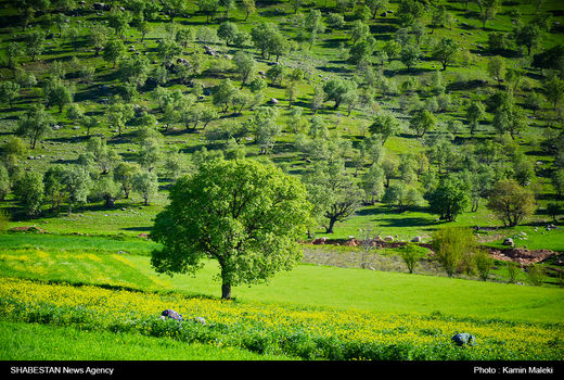کشت آتریپلکس در مساحتی بالغ بر ۱۰۰ هکتار از اراضی ملی کبودرآهنگ