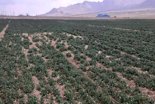 رصد و پایش مزارع کلزا شهرستان شهرکرد