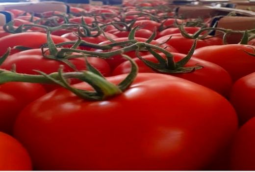 آغاز خرید حمایتی گوجه فرنگی در قیروکارزین