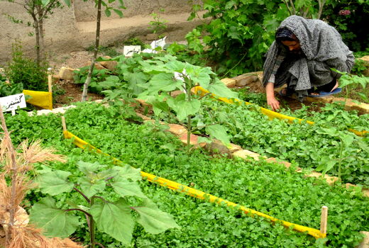 زنان روستایی شهرستان البرز با کشت صحیح سبزیجات در باغچه‌های خانگی آشنا شدند