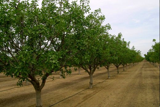 طرح توسعه، اصلاح و جایگزینی باغات در ۵۵۰۰ هکتار از باغات قزوین اجرا می‌شود