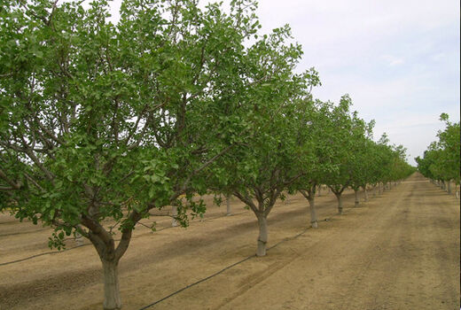 طرح توسعه، اصلاح و جایگزینی باغات در ۵۵۰۰ هکتار از باغات قزوین اجرا می‌شود