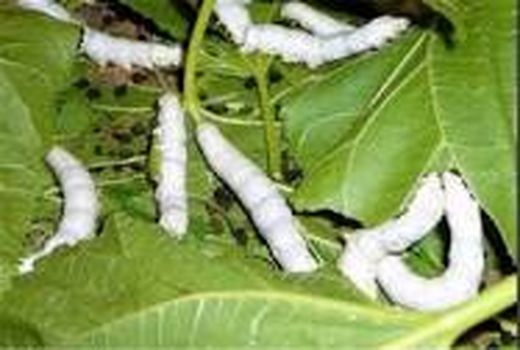 پرورش کرم ابریشم خارج از فصل(پرورش پاییزه) برای نخستین بار در استان خراسان شمالی